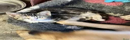Mixed Breed cats for sale: From £60. 1 kitten left for a special home - Advert 2