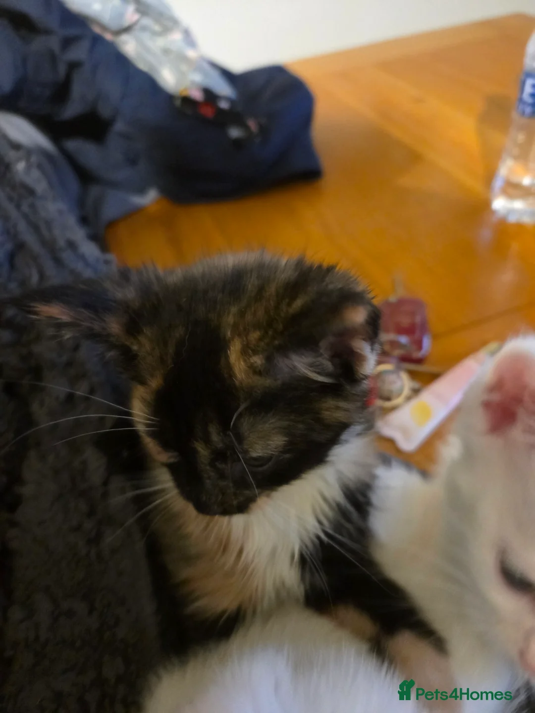 Mixed Breed cats for sale: Kittens  - Advert 26