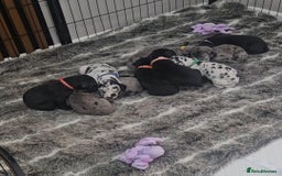 Great Dane dogs for sale: Great dane puppies  - Image 1