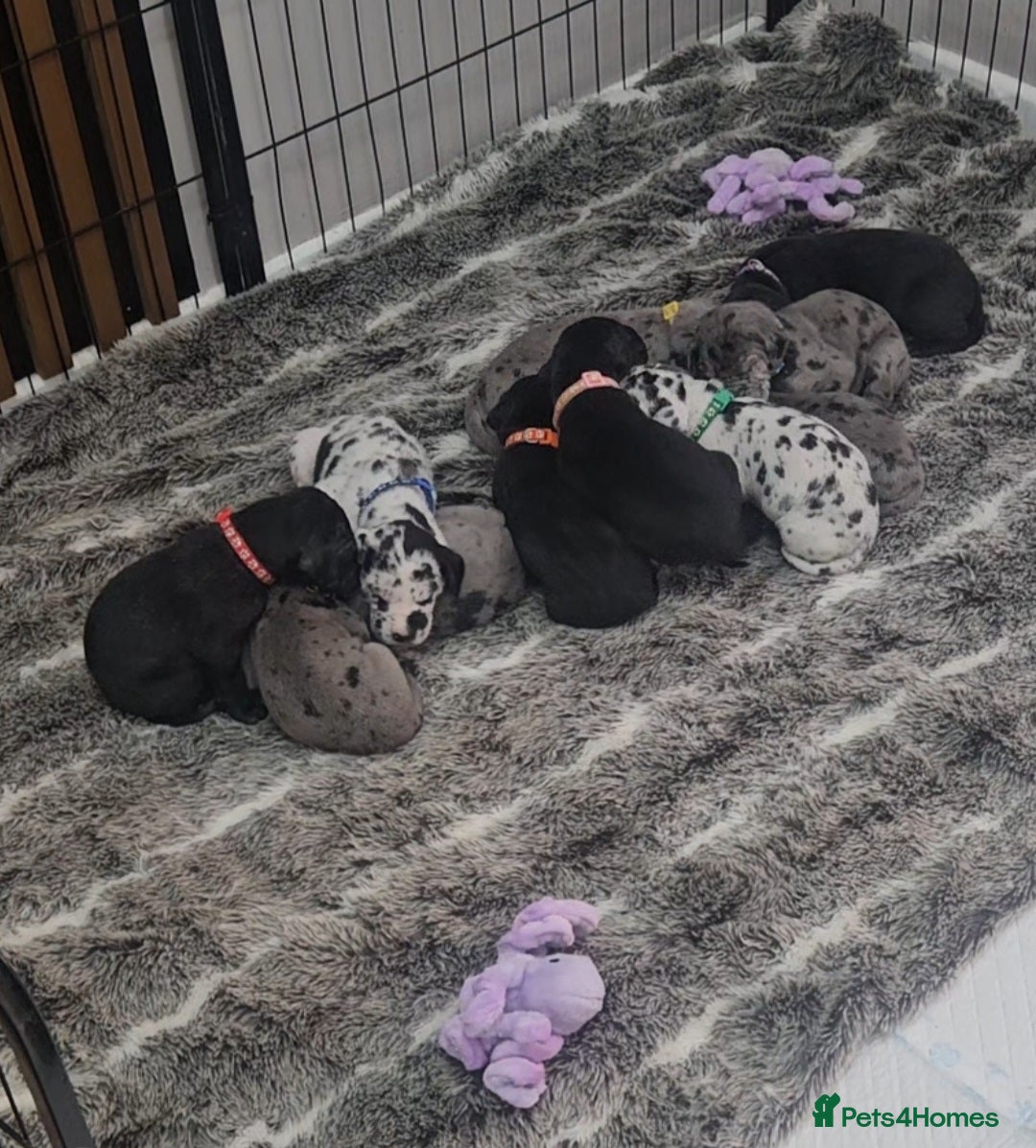 Great Dane dogs for sale: Great dane puppies  - Image 1