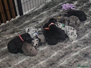 Great Dane dogs - Advert 20