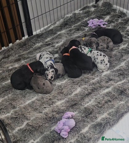 Great Dane dogs - Advert 1