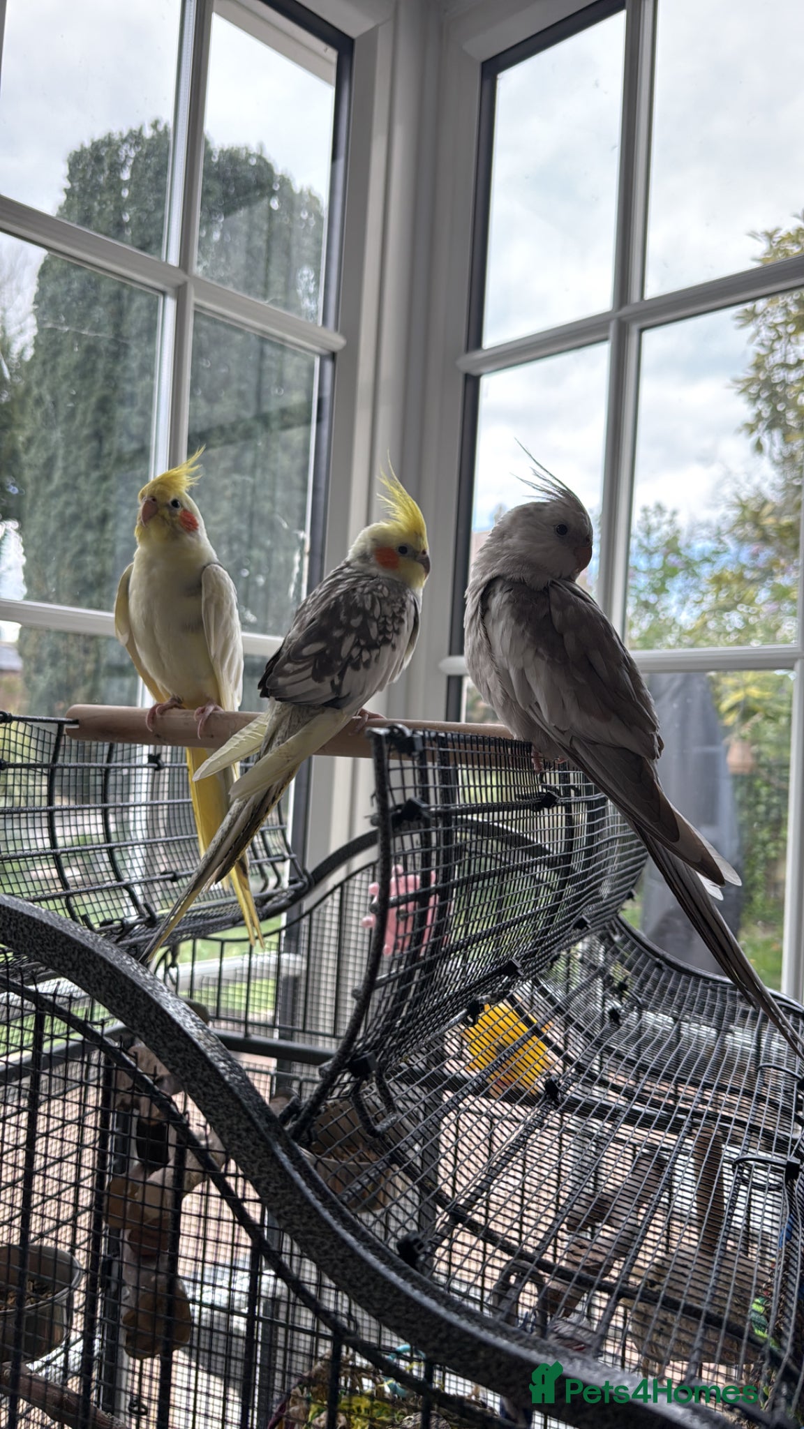 Cockatiels birds Trio of Bonded Cockatiels + Full Setup - Advert 11