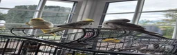 Cockatiels birds for sale: Trio of Bonded Cockatiels + Full Setup - Advert 1