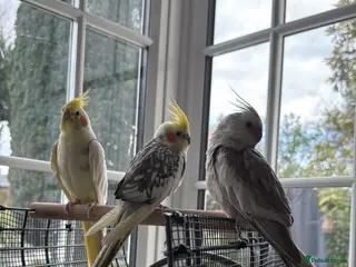 Cockatiels birds Trio of Bonded Cockatiels + Full Setup - Advert 1