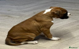 Boxer dogs for sale: Boxer male puppy - Image 5