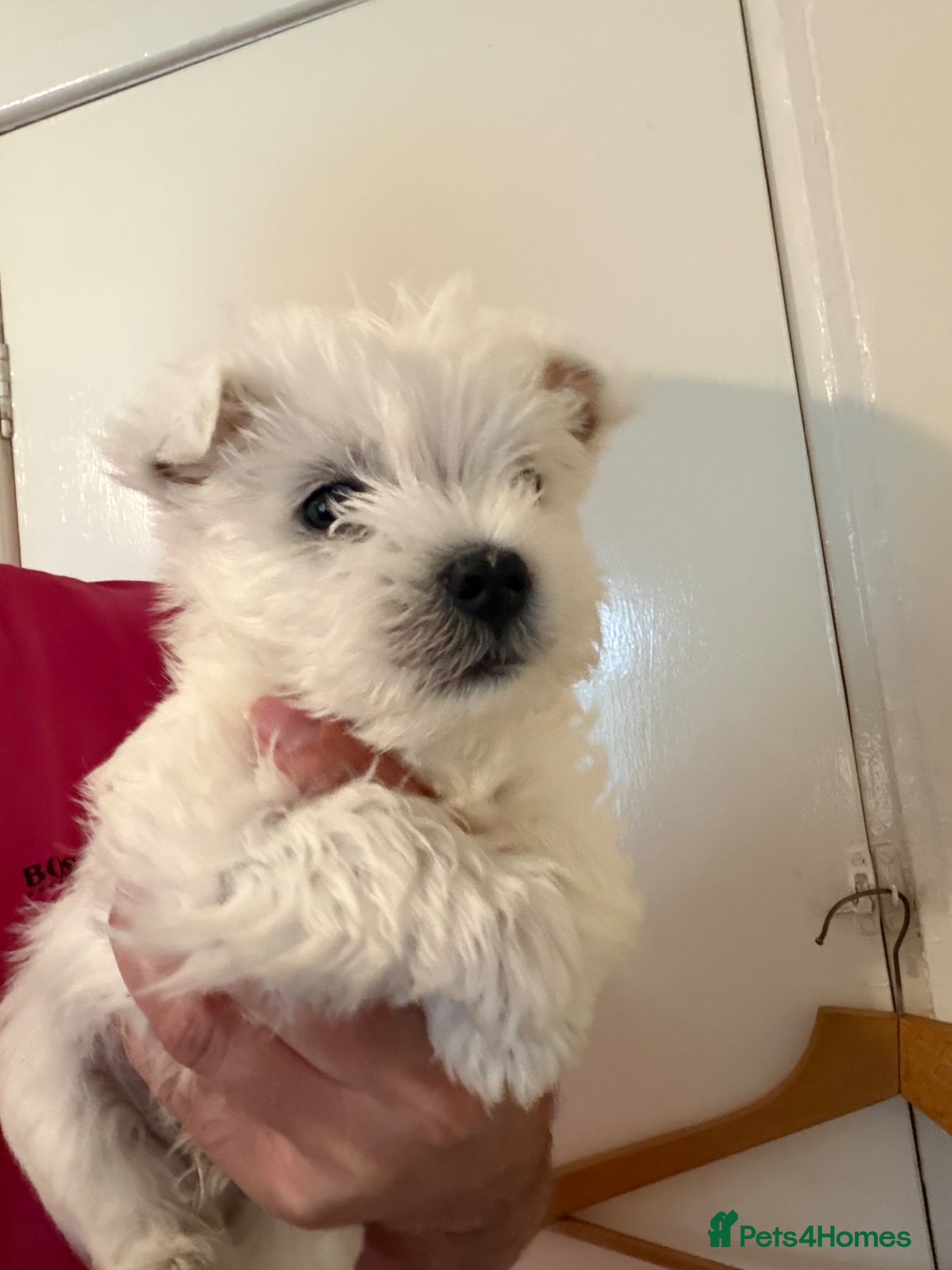 West Highland Terrier dogs for sale: Beautiful Westies - Advert 10