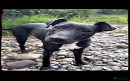 Mixed Breed dogs for sale: lurcher pup - Image 1