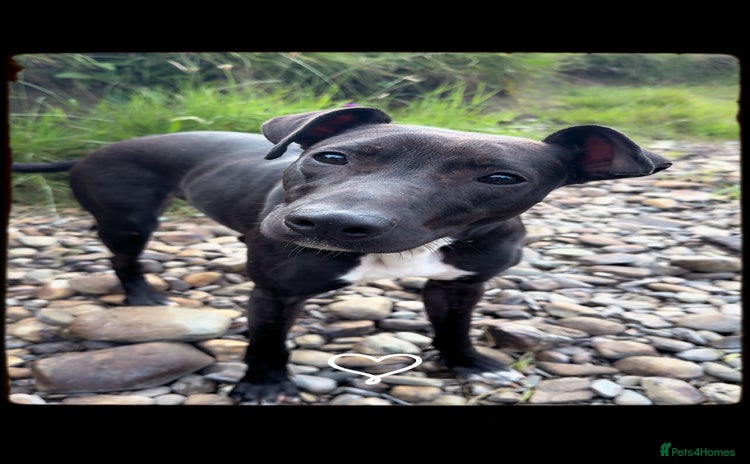 Mixed Breed dogs - Advert 1