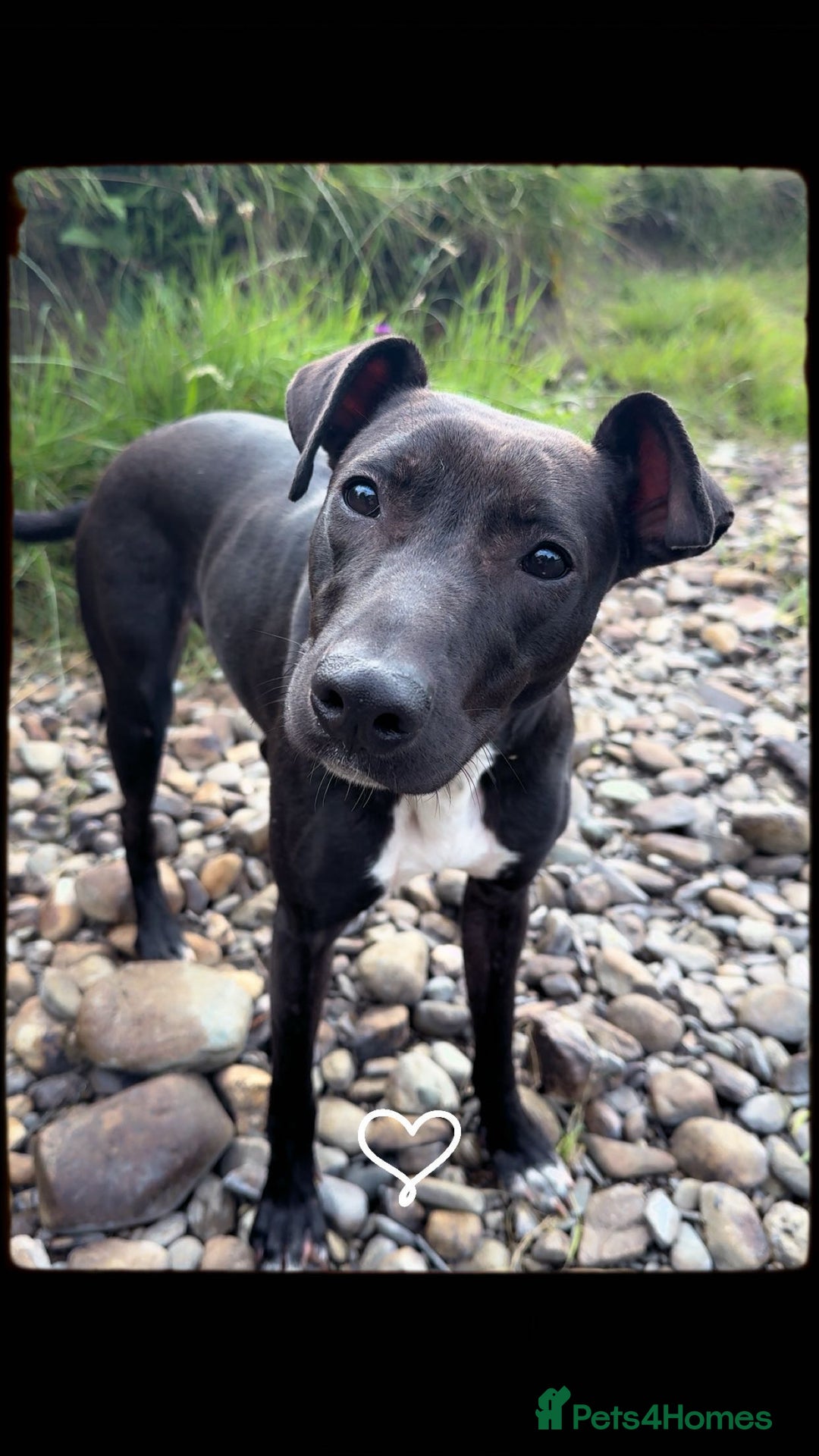 Mixed Breed dogs for sale: lurcher pup - Image 1