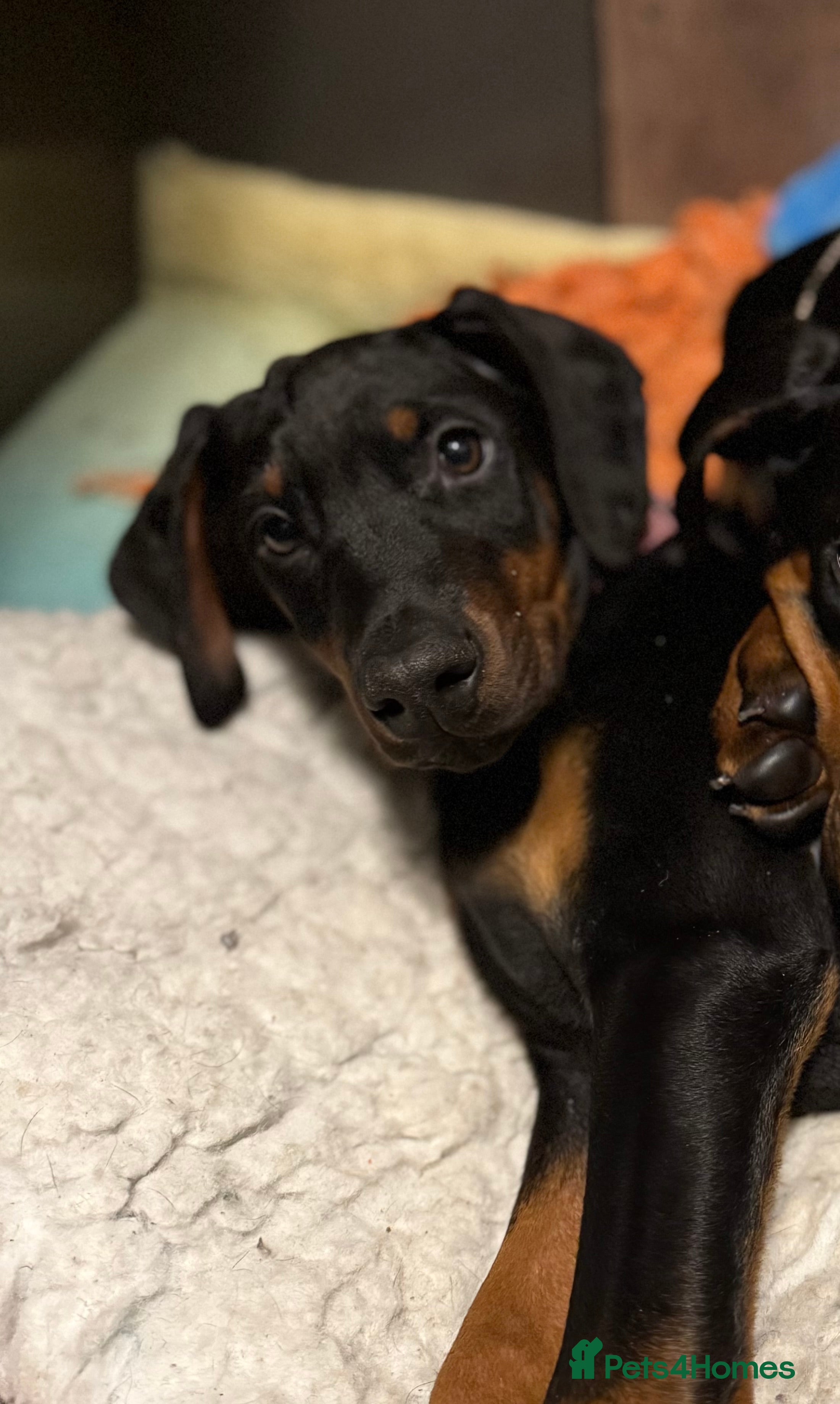 Dobermann dogs Kc reg Doberman pups - Advert 1