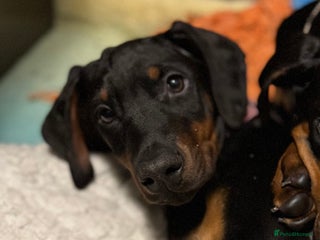 Dobermann dogs Kc reg Doberman pups - Advert 1