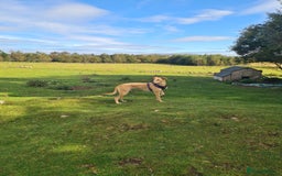 Mixed Breed dogs for sale: 10 Beautiful bedlington whippet x lurcher puppies! - Image 15