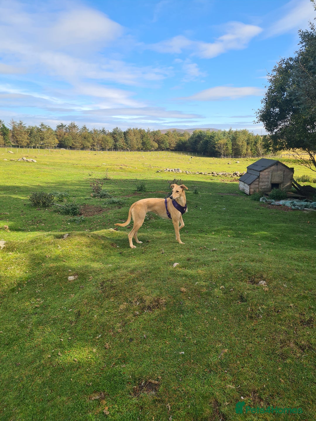 Mixed Breed dogs for sale: 10 Beautiful bedlington whippet x lurcher puppies! - Image 15