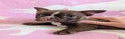 Boston Terrier dogs for sale: KC Registered Boston Terrier pups  - Advert 14