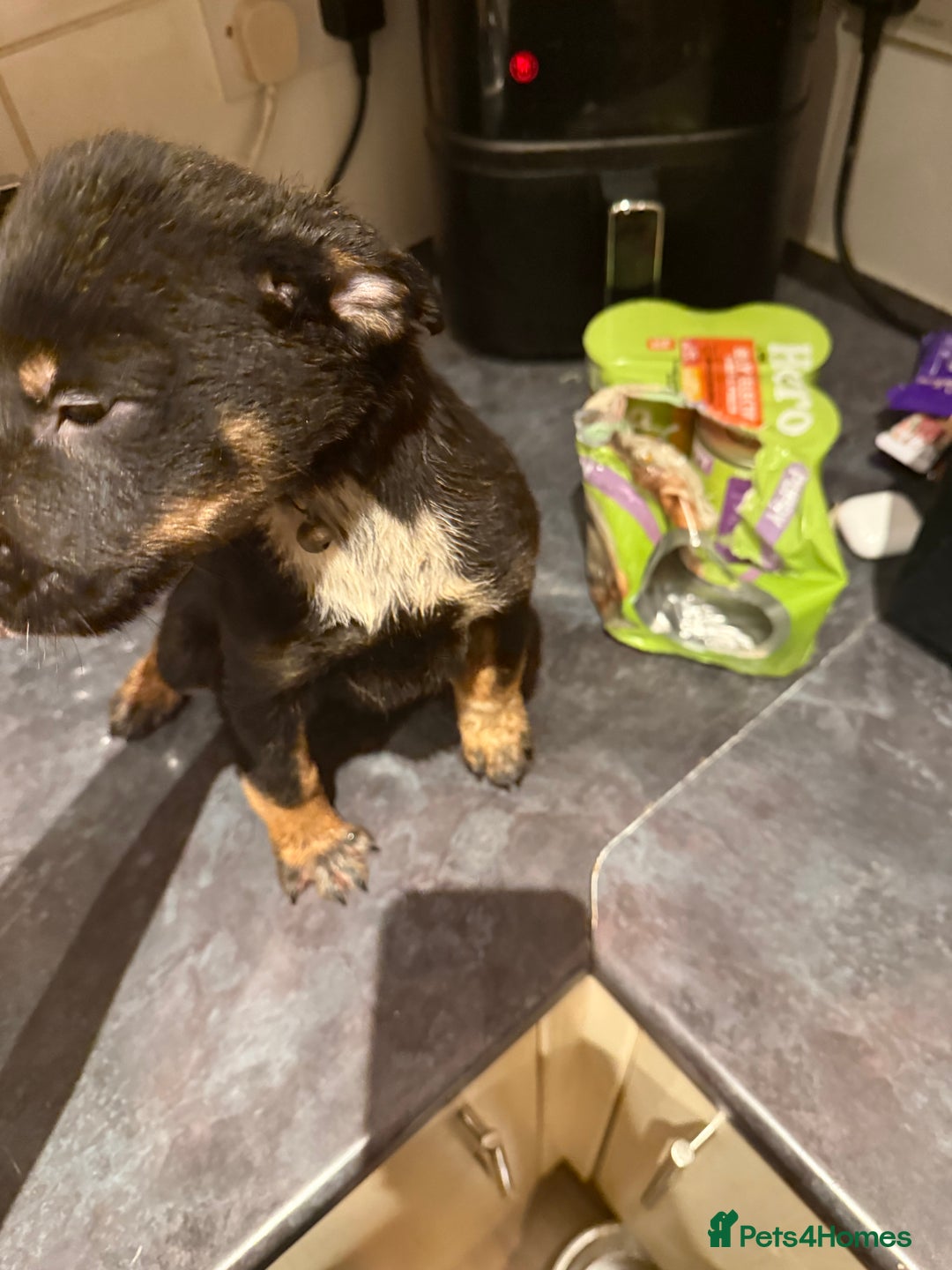 Mixed Breed dogs for sale: Cross breed Rottweiler puppies  - Advert 2