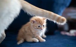 RagaMuffin cats for sale: Ragamuffin & Siamese tabby mixed kittens - Advert 3