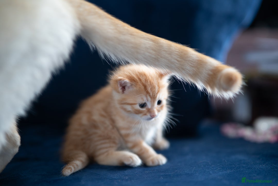 RagaMuffin cats for sale: Ragamuffin & Siamese tabby mixed kittens - Advert 3