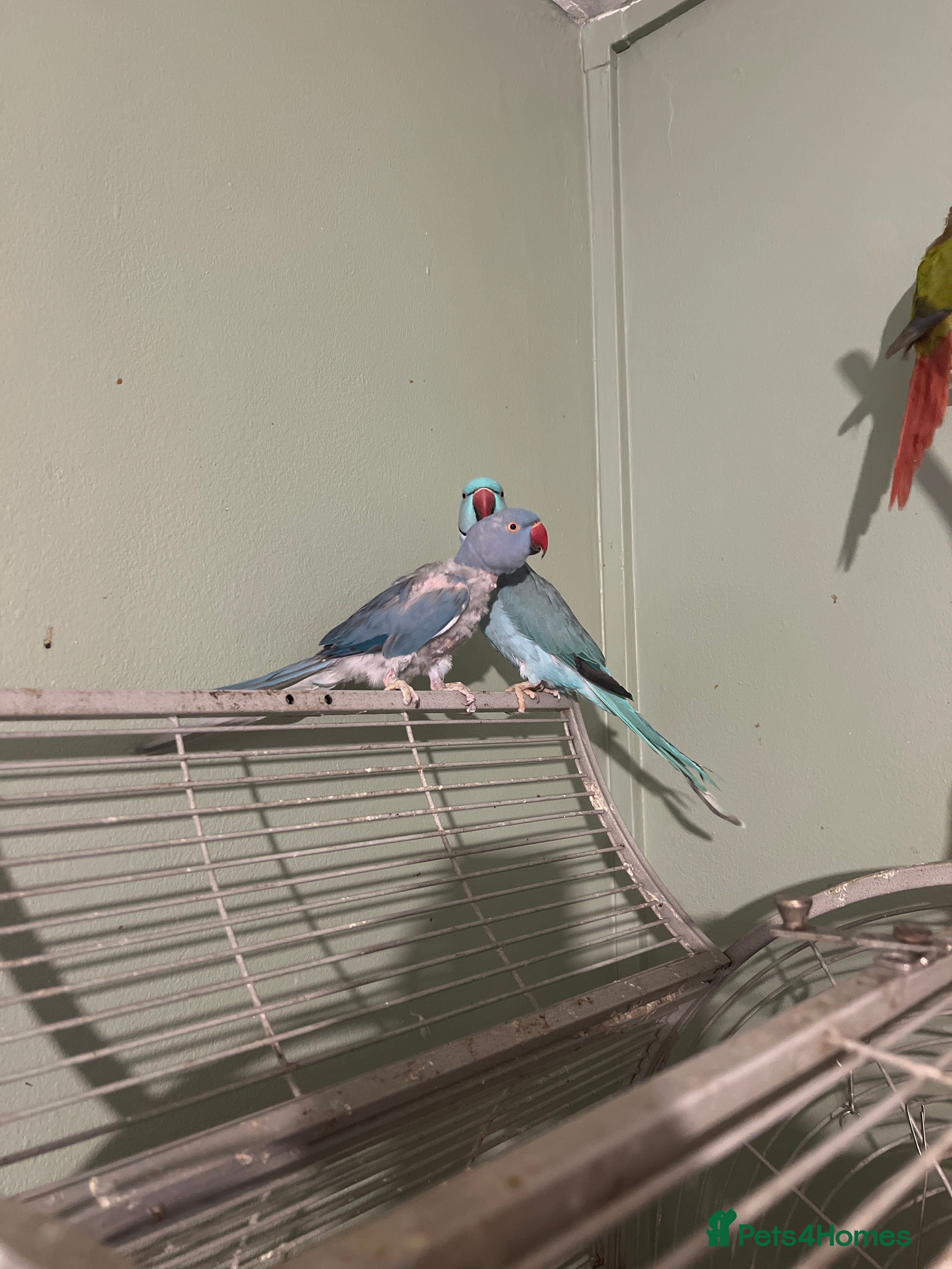 Ringnecks birds Bonded pair Indian Ringneck - Advert 6