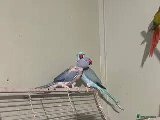 Ringnecks birds Bonded pair Indian Ringneck - Advert 6