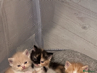 Persian cats Persian Kittens for Sale - Advert 5