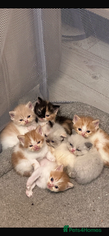 Persian cats Persian Kittens for Sale - Advert 3