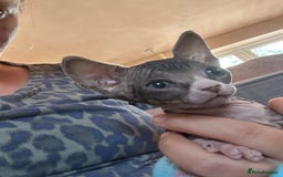 Sphynx cats for sale: Beautiful lot of Sphynx kittens from family pets - Image 18