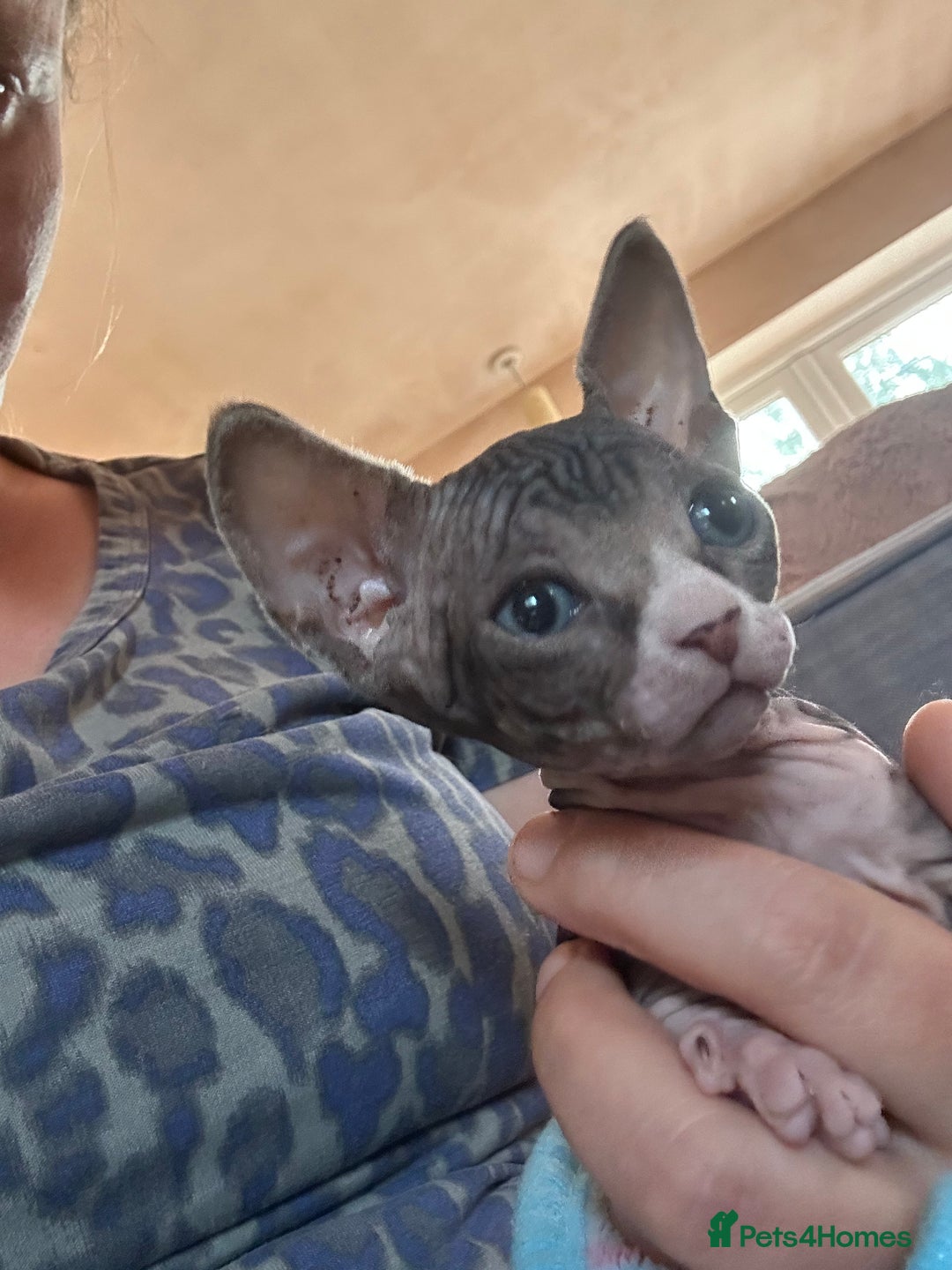 Sphynx cats for sale: Beautiful lot of Sphynx kittens from family pets - Image 18