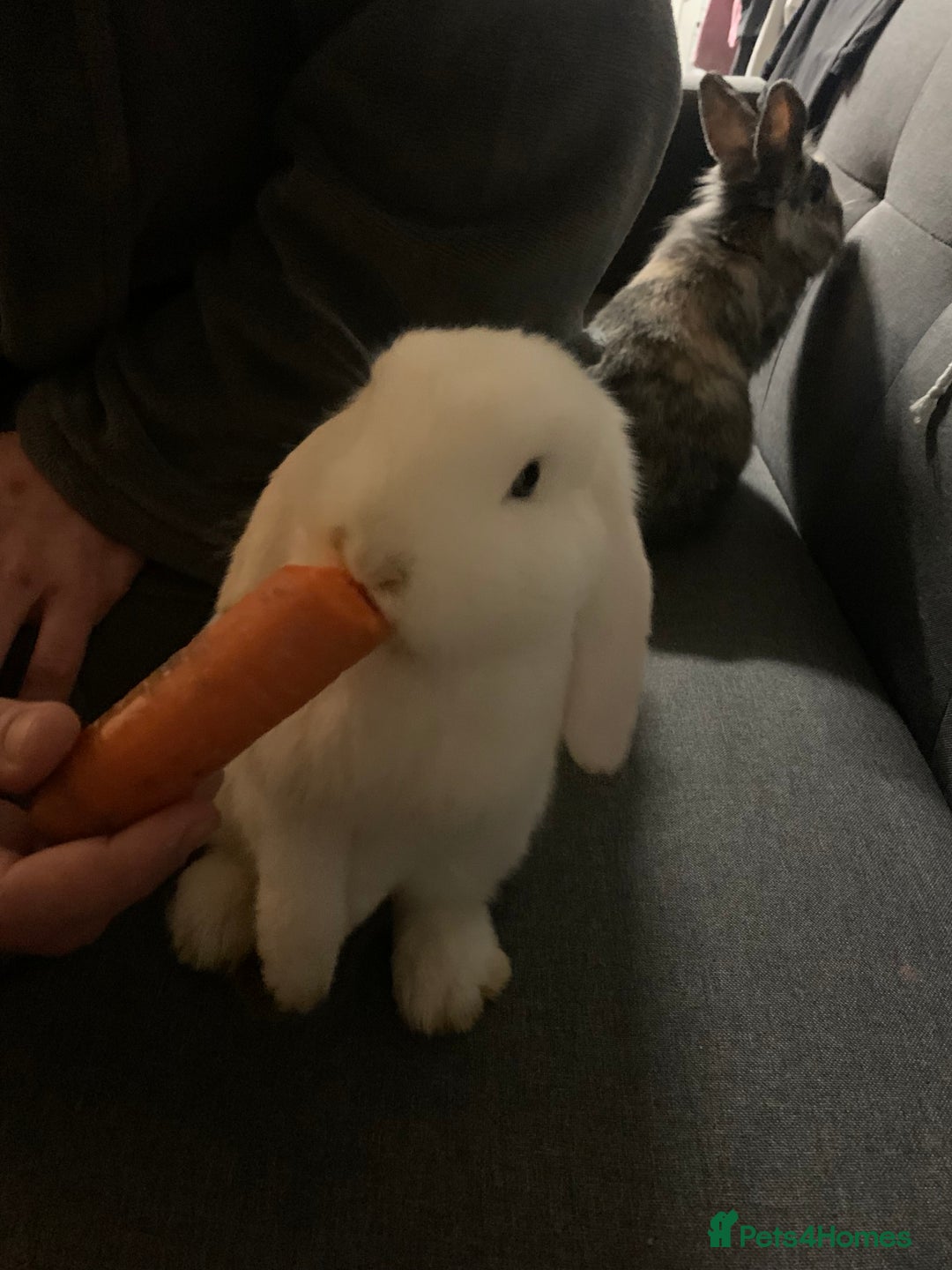 Mixed Breed rabbits for sale: Two rabbits female and male - Advert 2