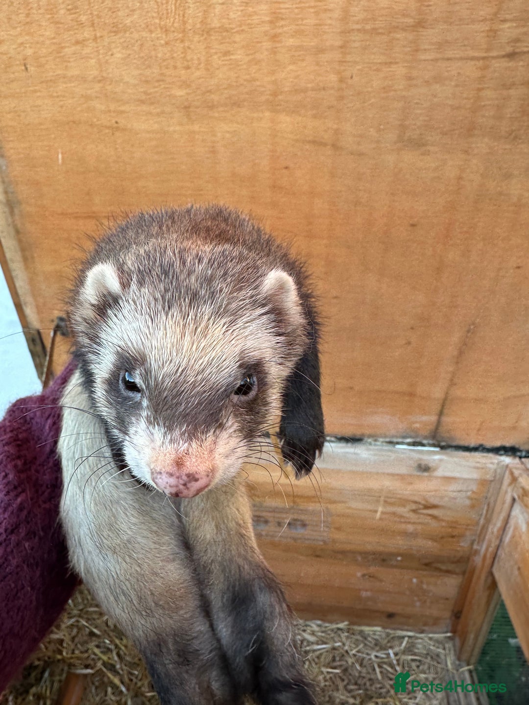 Ferret rodents for sale: Very friendly Jill - Image 1