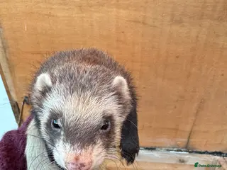 Ferret rodents Very friendly Jill - Advert 15