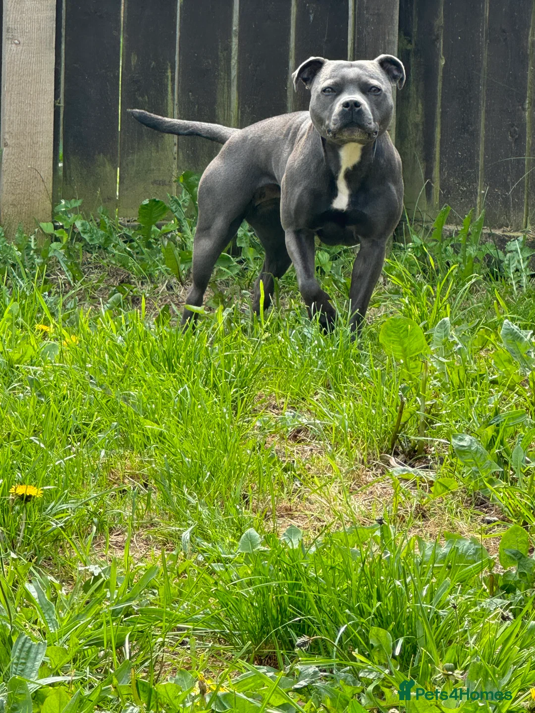 Staffordshire Bull Terrier dogs for stud: Stud needed - Advert 5