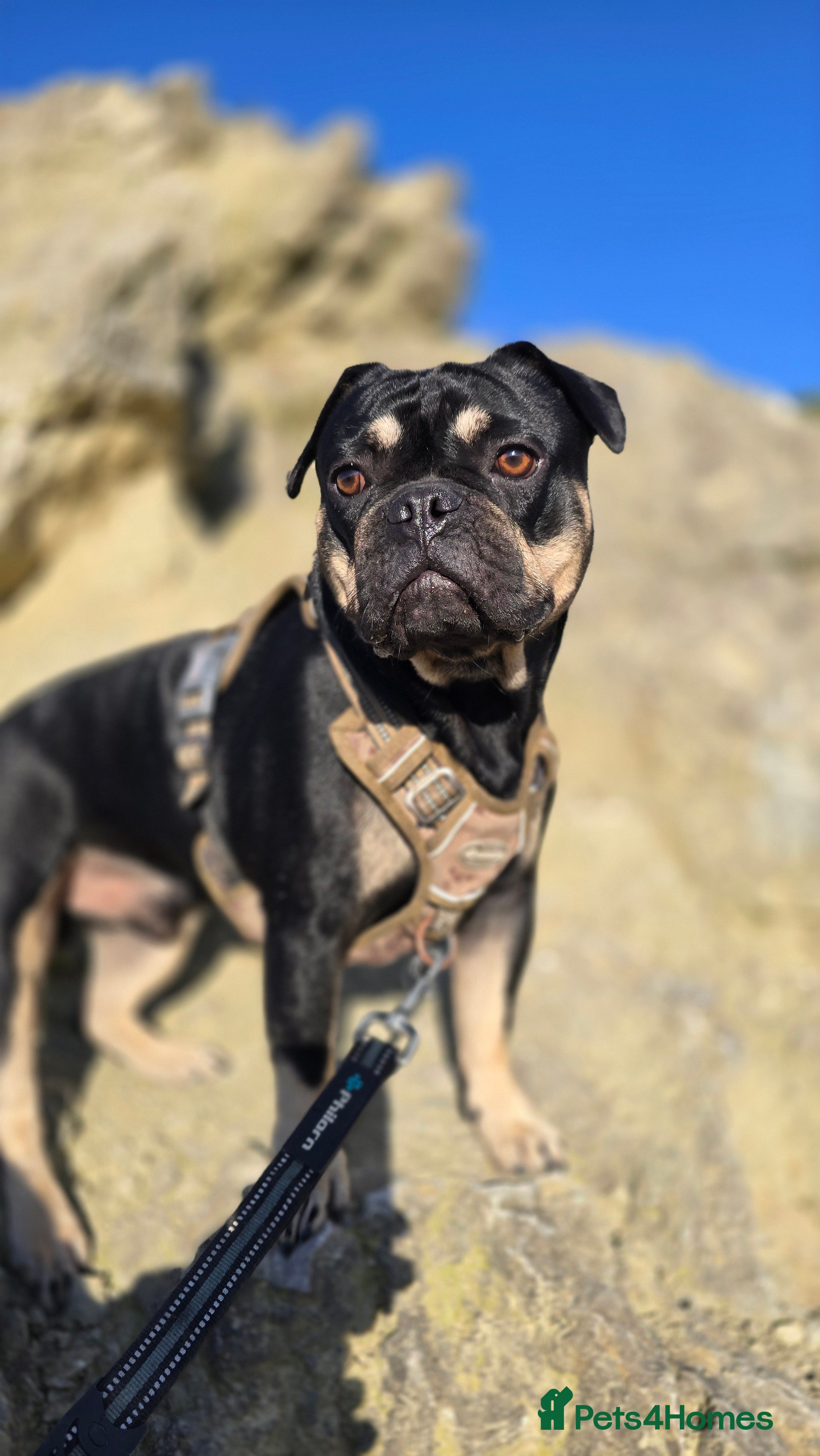 Frug dogs Beautiful and sweet Frugs. 2 boys. - Advert 3