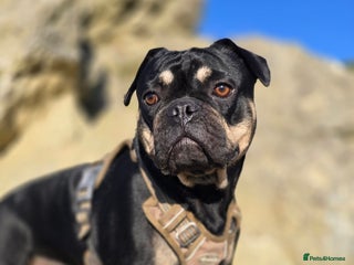 Frug dogs ✨ Aki & Roy – Two Loving Frugs ❤️ - Advert 1