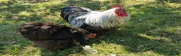 Ducks poultry for sale: Silver birchin Pekin bantams trio  - Advert 1
