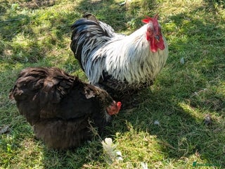 Ducks poultry Silver birchin Pekin bantams trio - Advert 2