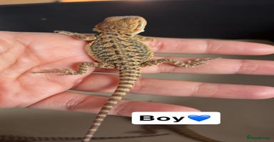 Bearded Dragon reptiles - Advert 11