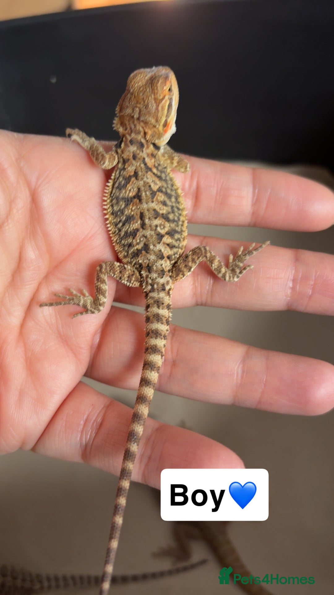 Bearded Dragon reptiles for sale: Baby bearded dragons  - Image 2