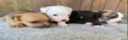 Jack Russell dogs for sale:  **  JACK RUSSELL PUPPIES - READY TO GO - Advert 7