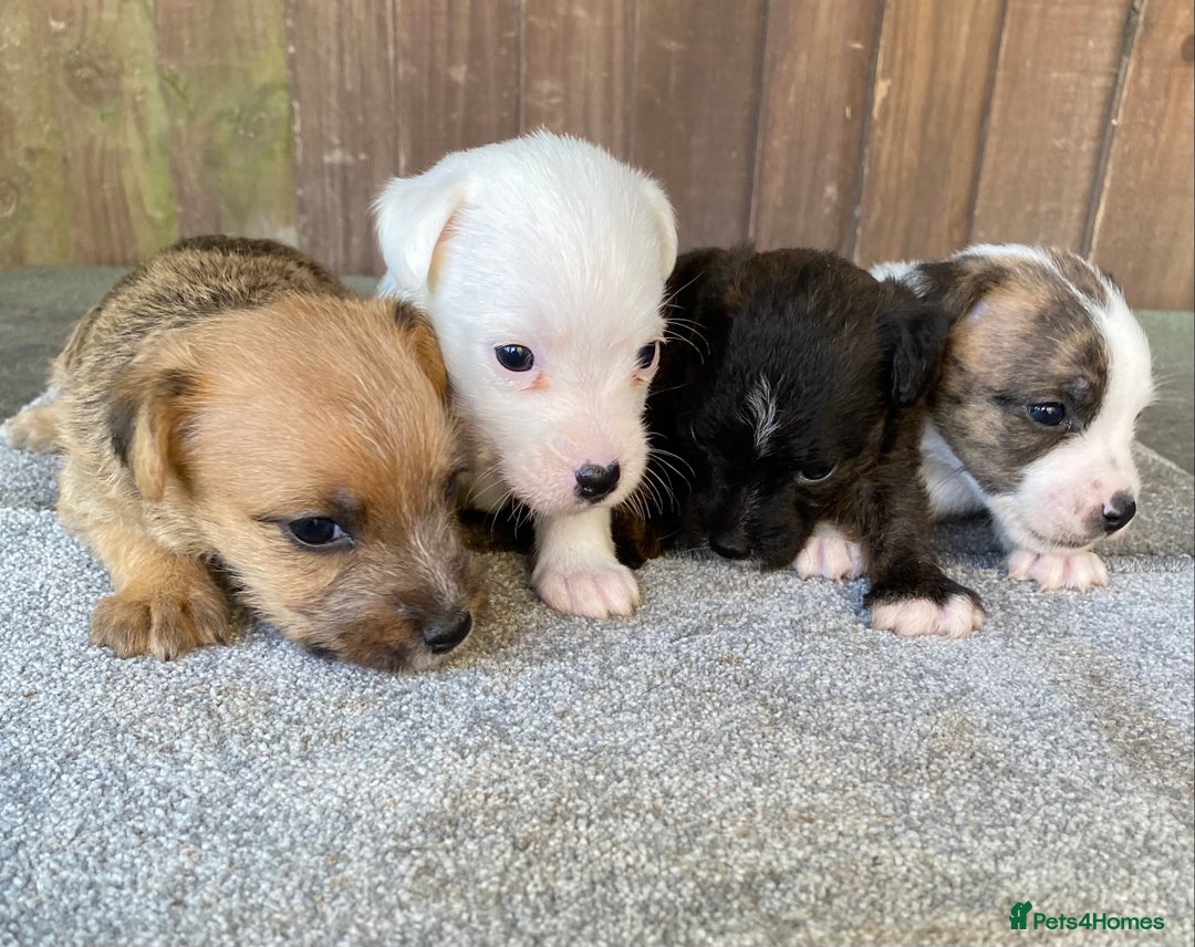 Jack Russell dogs for sale:  **  JACK RUSSELL PUPPIES - READY TO GO - Advert 7