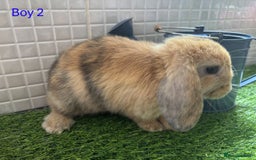 Mini Lop rabbits for sale: Mini lop baby bunnies - Ready now! - Image 8