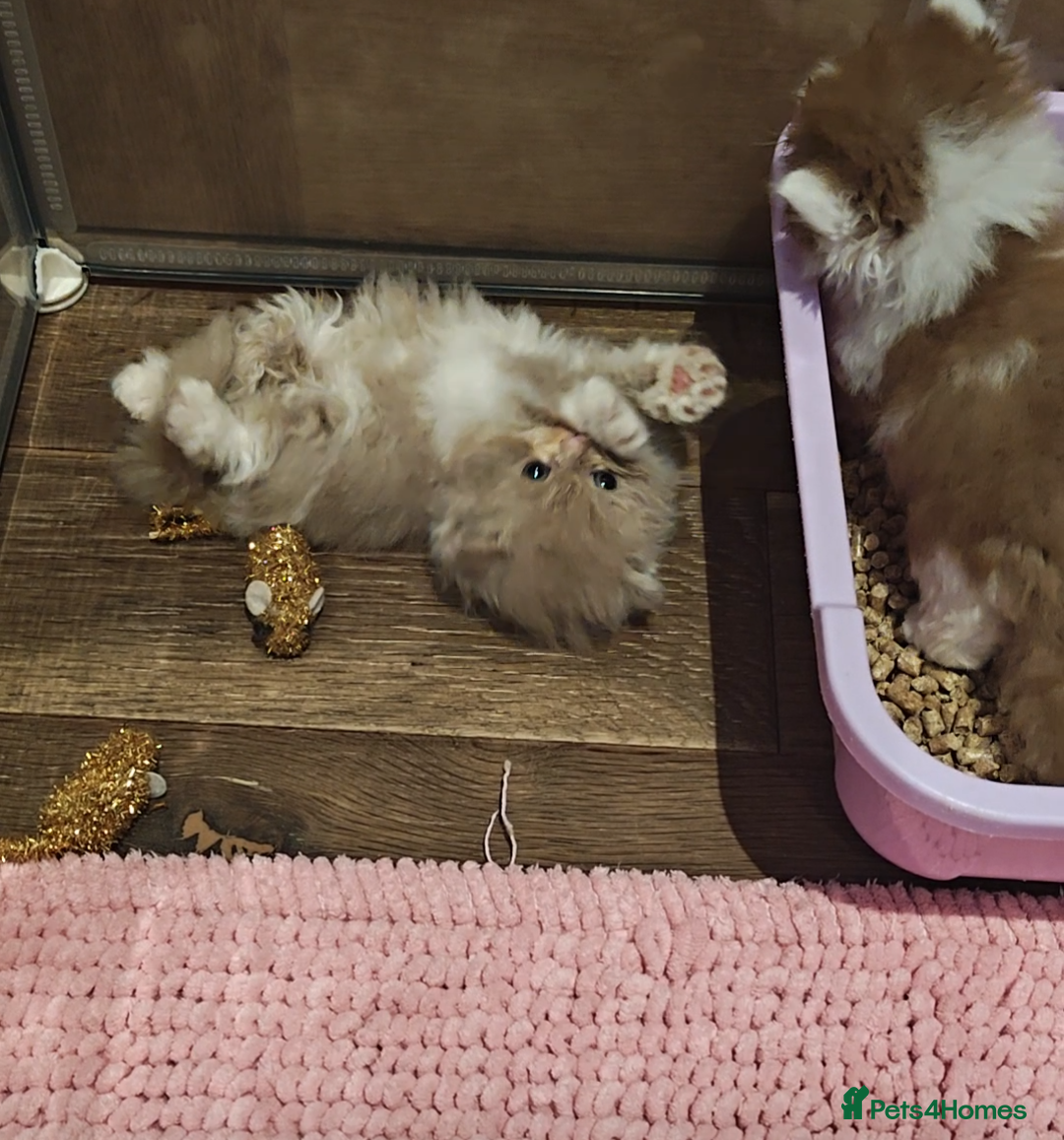 British Longhair cats Cinnamon & fawn bi colour longhair BLH  - Advert 5