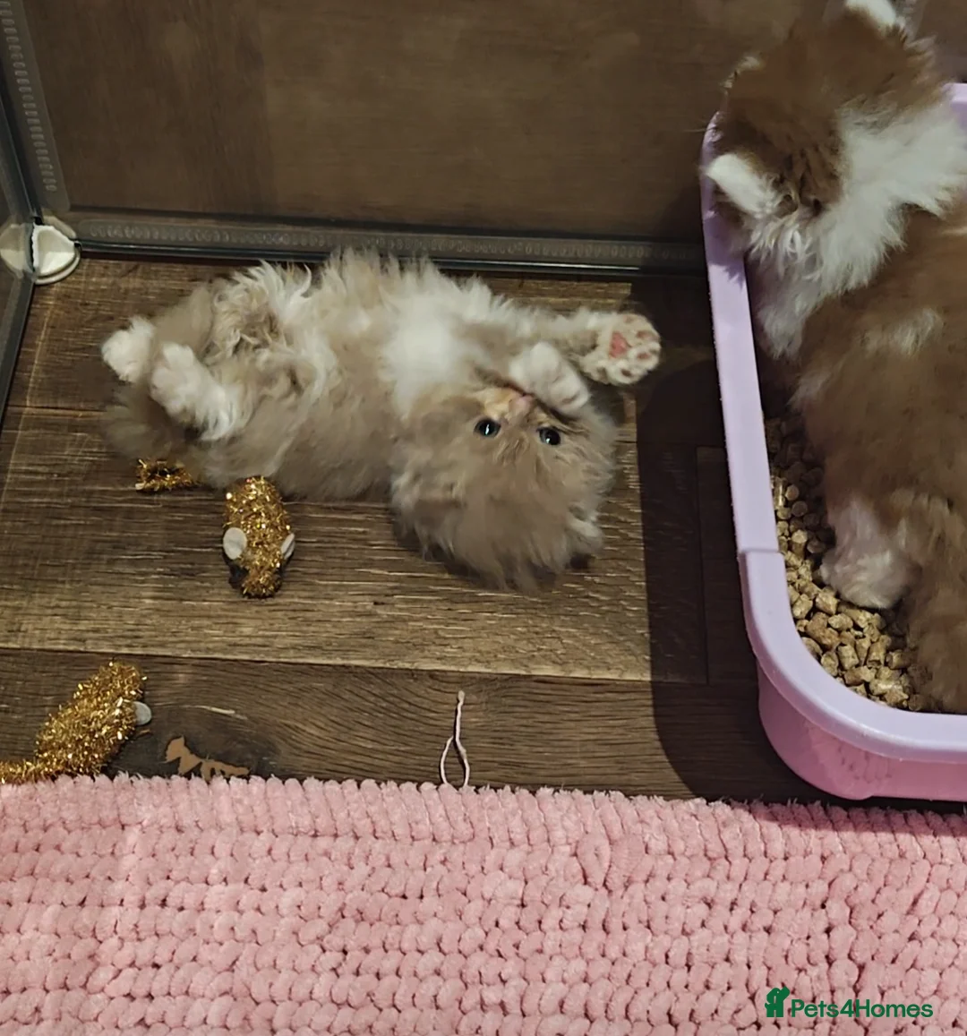 British Longhair cats for sale: Cinnamon & fawn bi colour longhair BLH  - Advert 2
