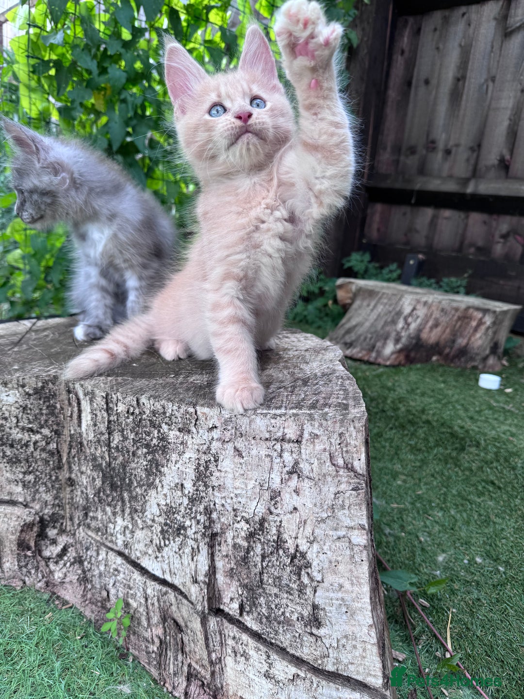 Maine Coon cats for sale: 🌟🌟Beautiful Maine Coon kittens 🌟🌟 - Image 27