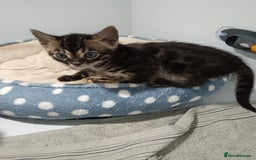 Bengal cats for sale: Pure Bengal kittens - Image 21