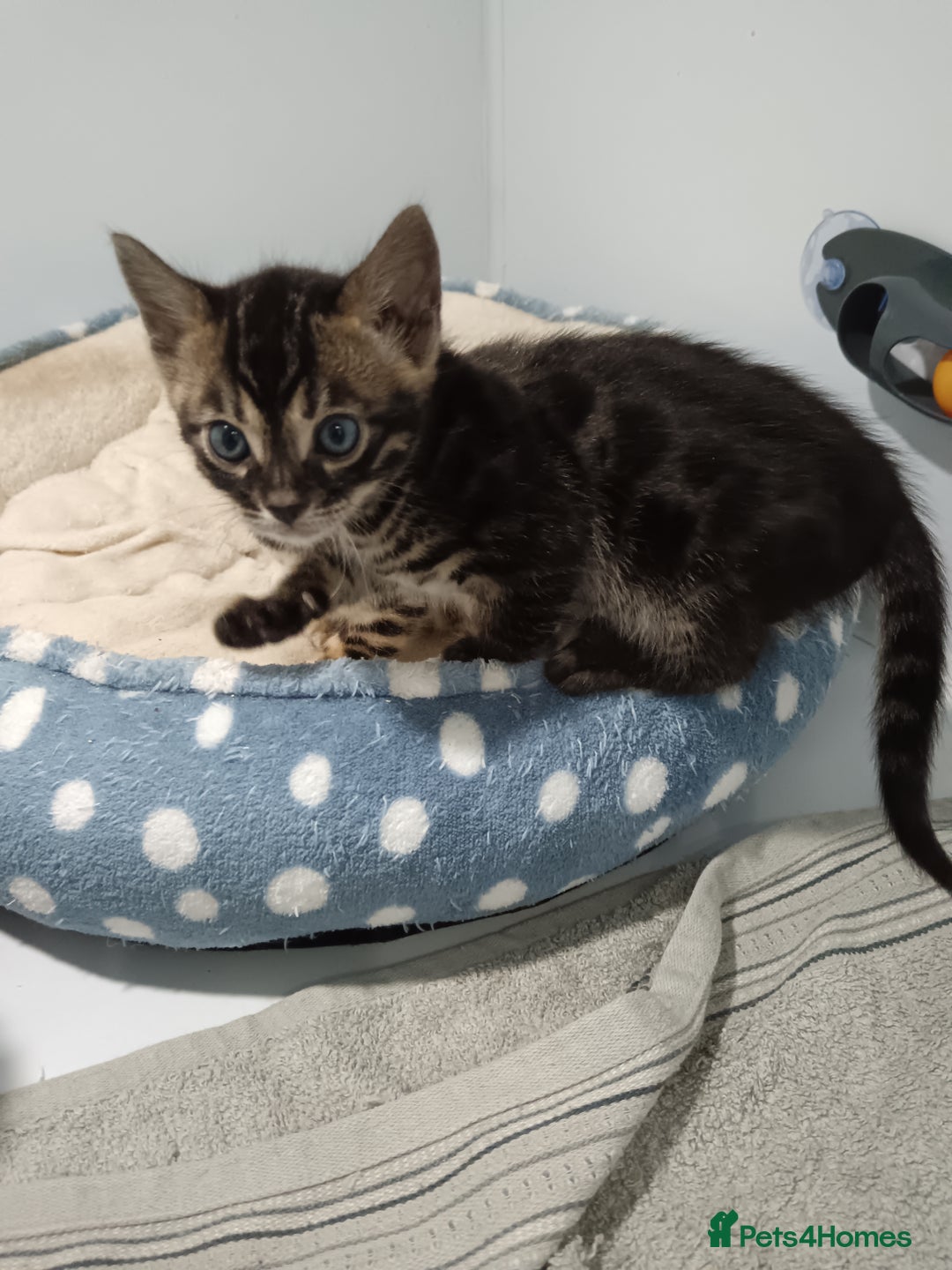 Bengal cats for sale: Pure Bengal kittens - Image 21