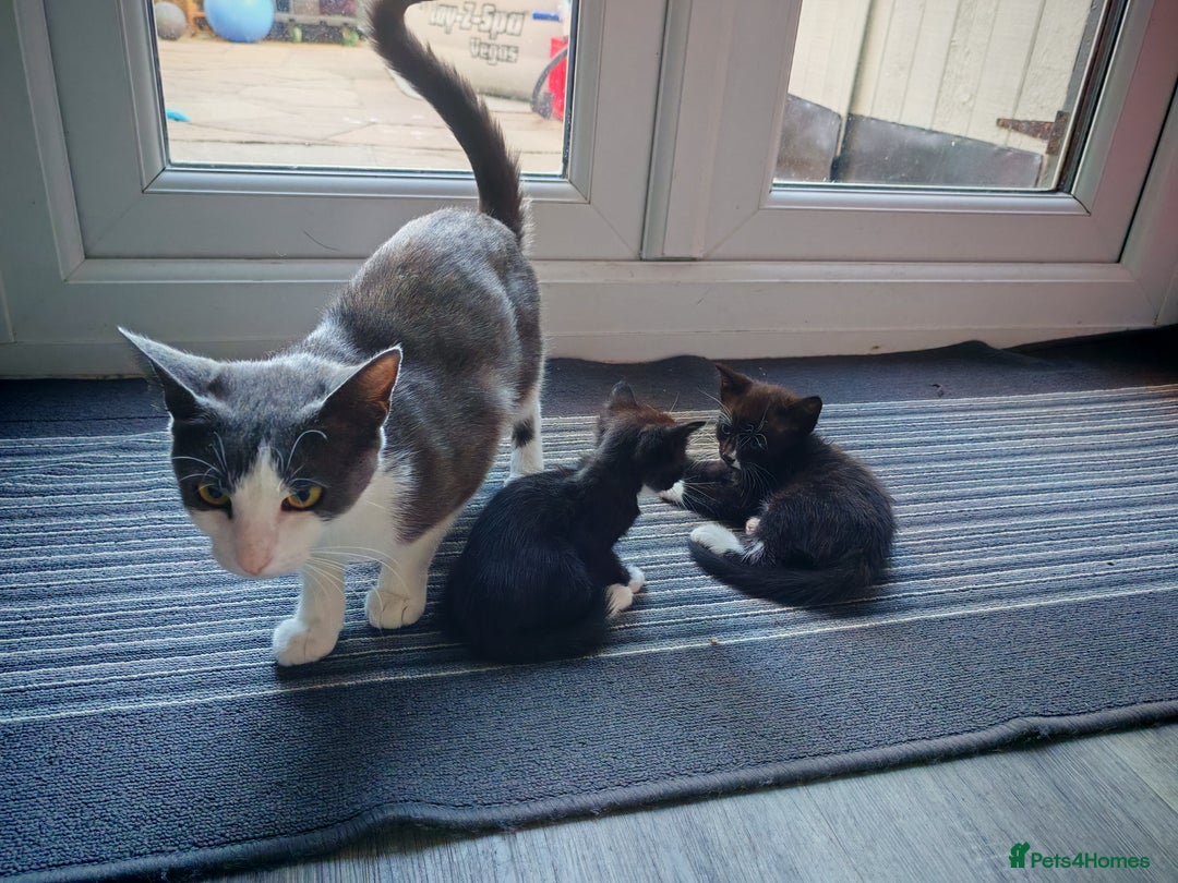 Mixed Breed cats for sale: Kittens for sale 🐱 - Image 13