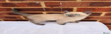 Ragdoll 1