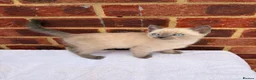 Ragdoll cats for sale: 3 beautiful male kittens in Ipswich - Advert 3