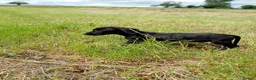 Mixed Breed dogs for sale: Beautiful litter of cockels  in Thirsk - Advert 16